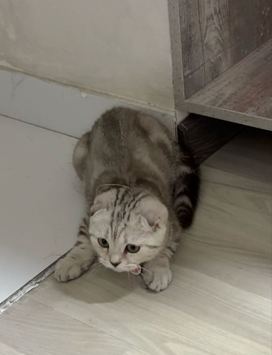 Шотландская вислоухий