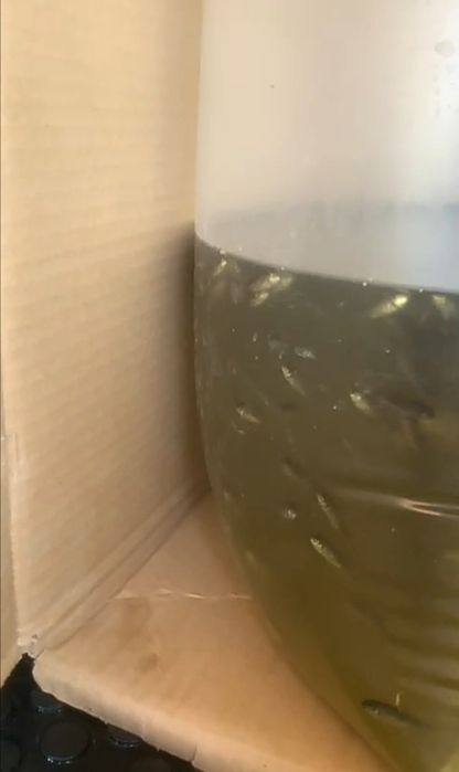 Личинки, Мальки.