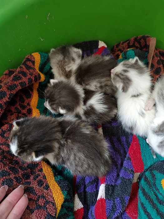 Отдам котят в добрые руки