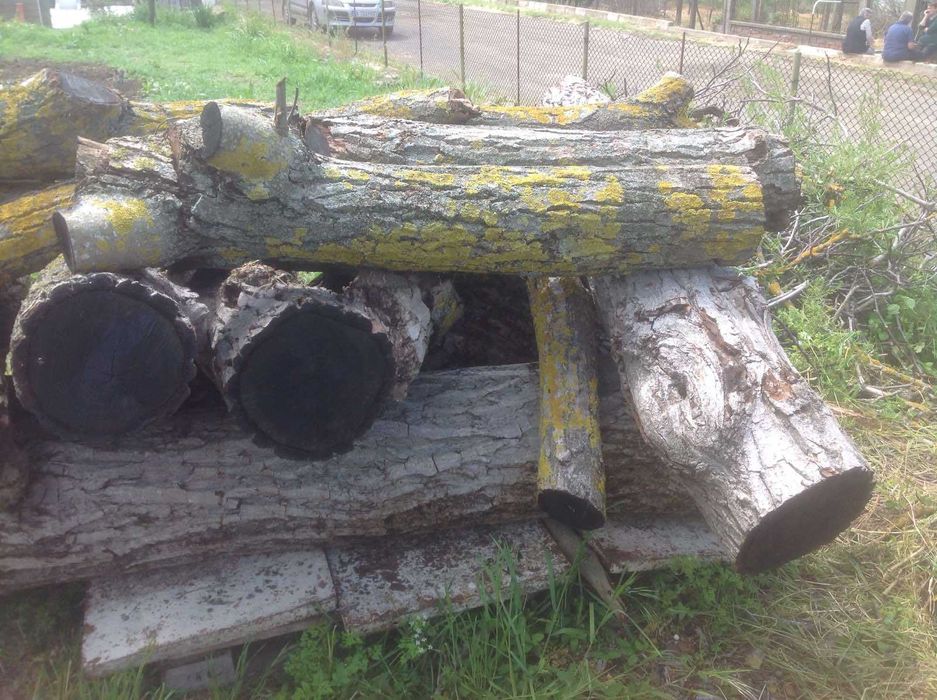 Дървен материал от орех на трупи