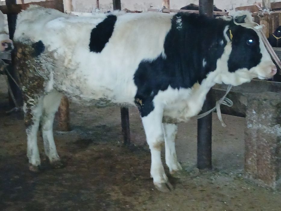 Гунажин Парода Сотилади