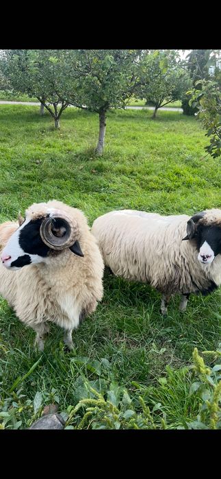 vând berbecuț frumos