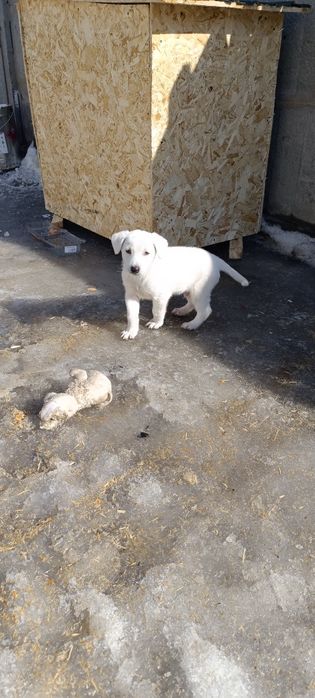 Отдам щенка в добрые руки