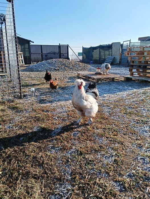 Vând cocoș Brahma moțat