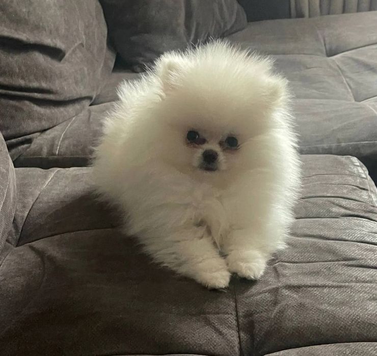 Продается шпиц !!!