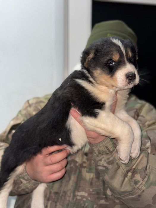 Алабай күшік сатылады