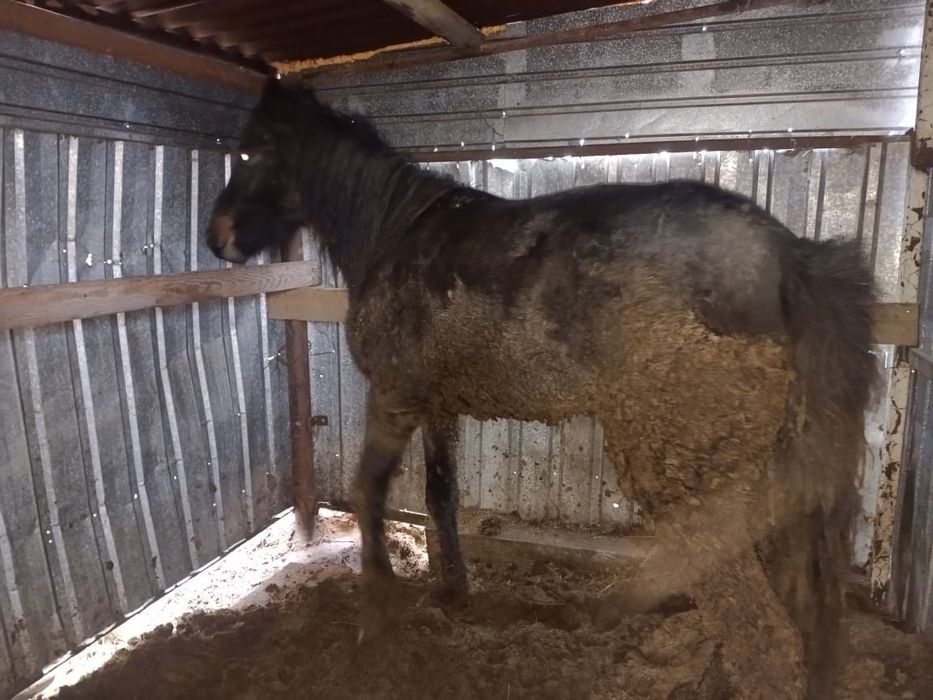 Бие сатамын соғымға