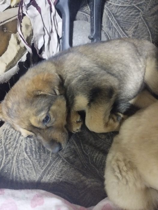 Отдам кутят девочки