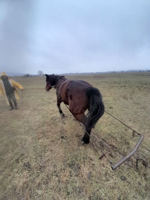 Iapa vârstă 11 ani