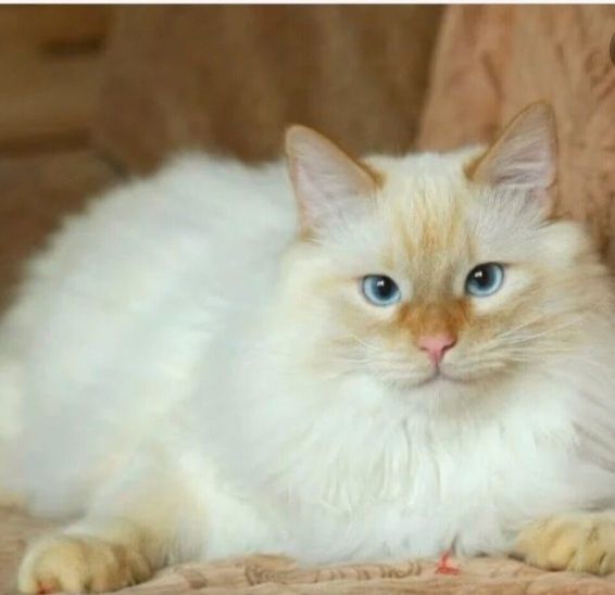 Котик кастрирован