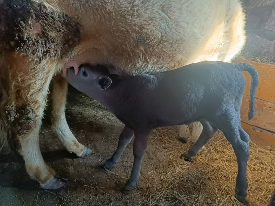 бұзау сатылады 105 000тг