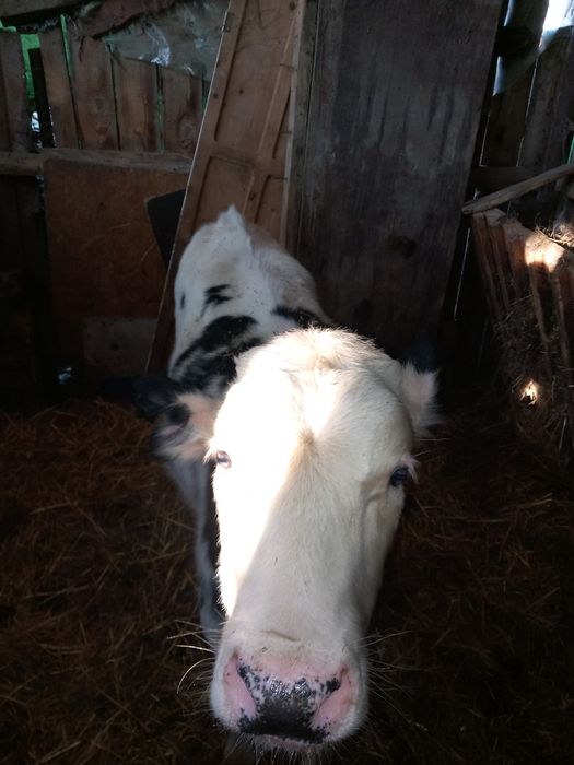 De vânzare doi taurasi