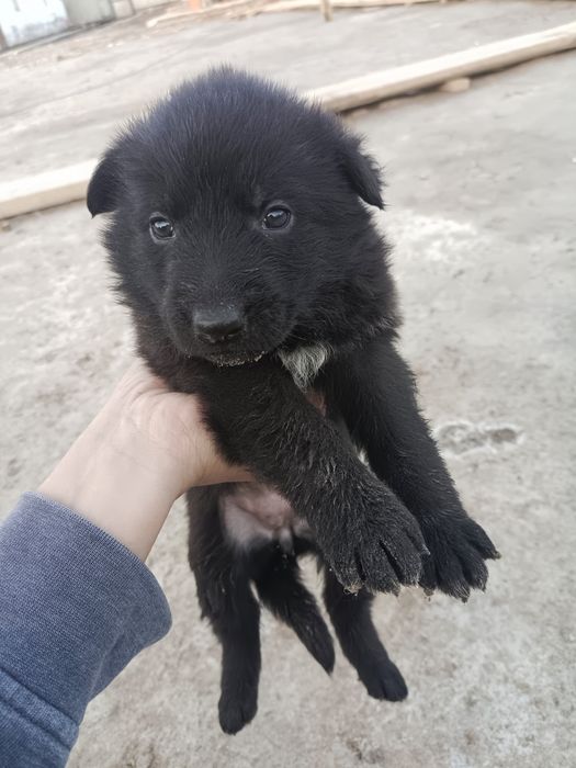 Щенки немецкой овчарки