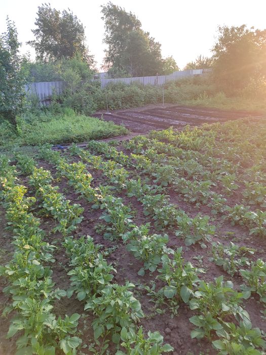 Продам дачу в СО Пригородное  .5соток