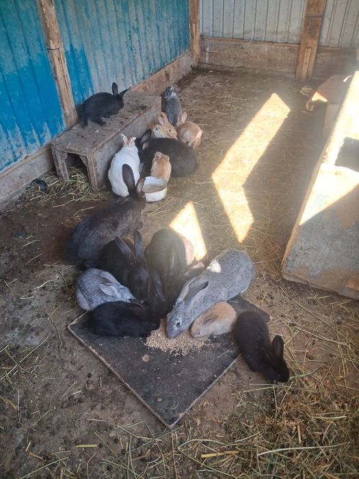 Қоян сатылады, ұрғашы еркек