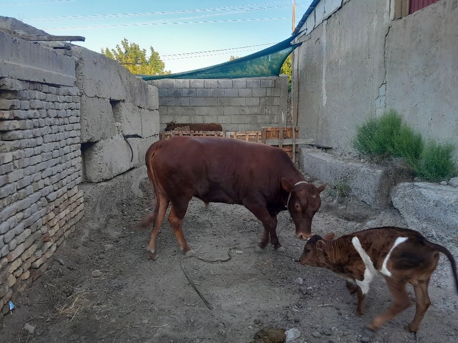 Eston buqqa sotiladi