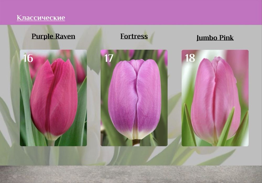 Тюльпаны ОПТОМ от 395тг‼️‼️‼️