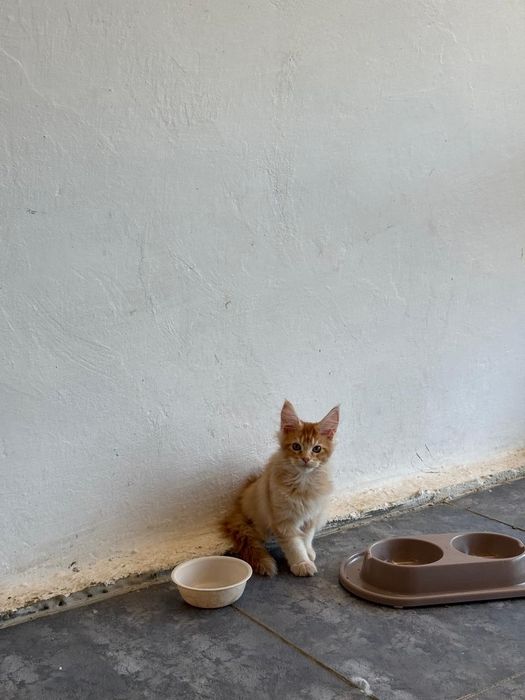 Мэйн кун котёнок