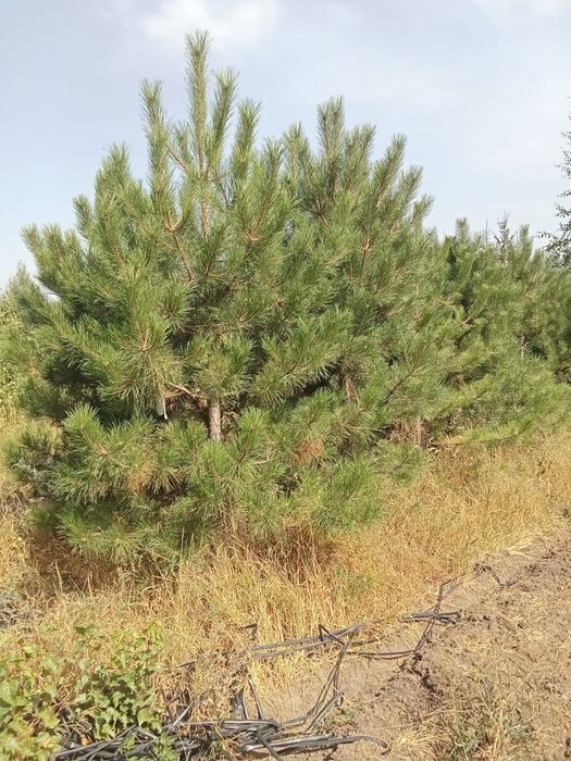 Сосны пушистые красивые