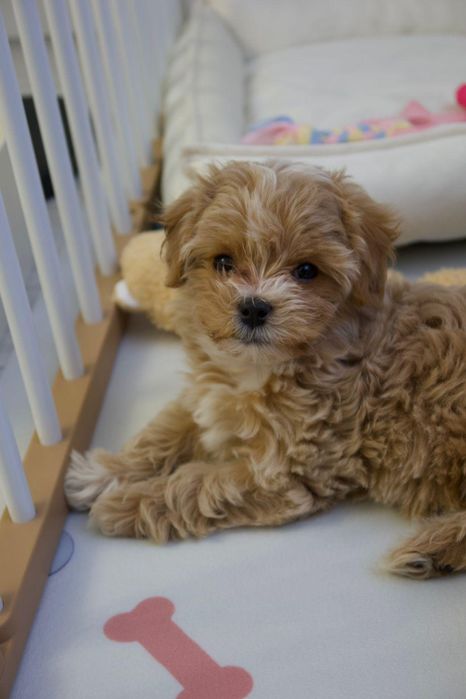 Продаются щенки мальтипу мини