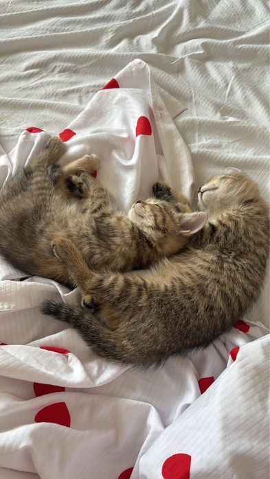 Отдадим кошек девочек в хорошие рукиии!