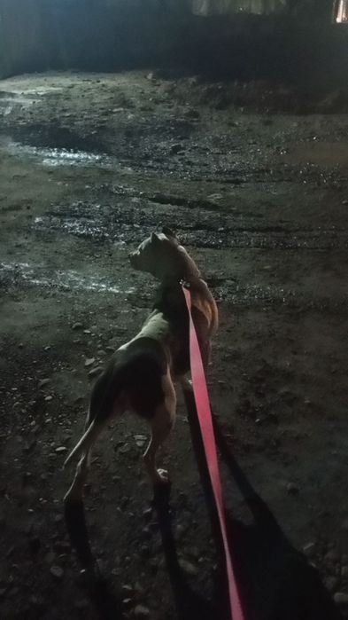 Pitbul urg'ochi 3 marta tuqan odamga beziyon