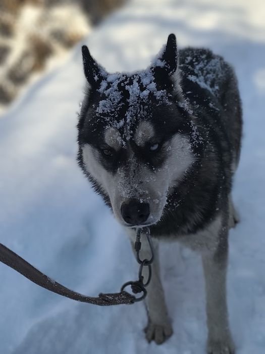 Хаска кобель очень послушный