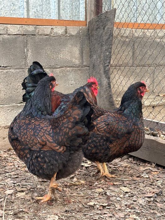 Борневельдер золото.