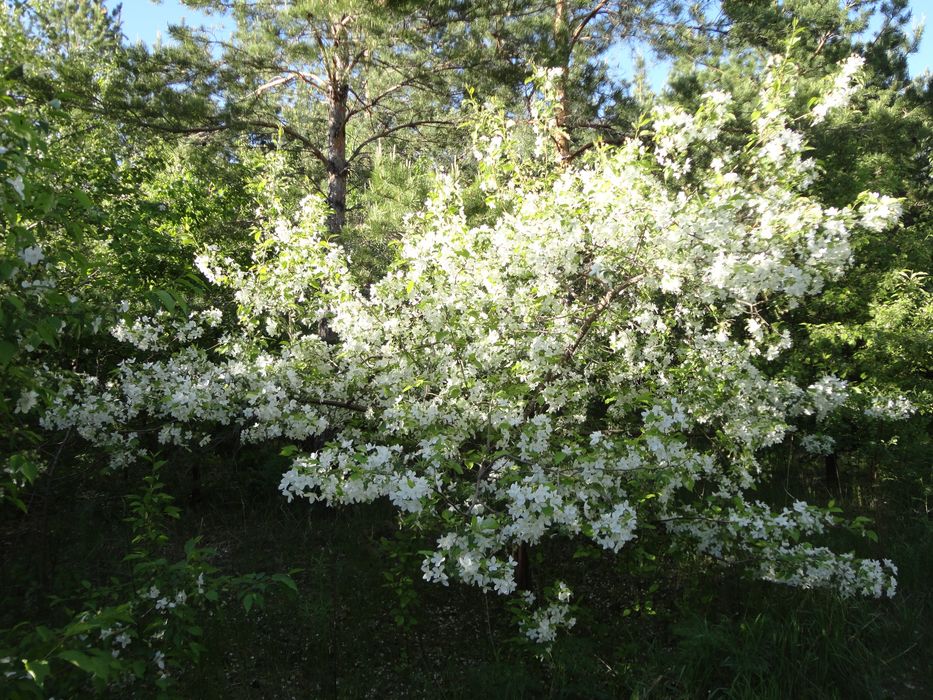 Камера Sony Cyber-Shot 16.1 mp