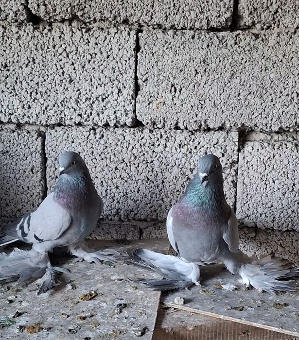 Голуби на продажу