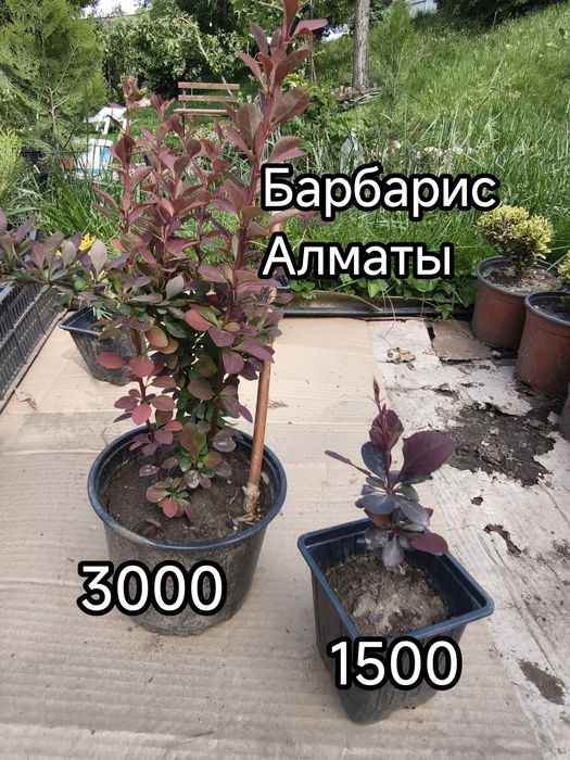 Ель, барбарис, гибискус,пихта