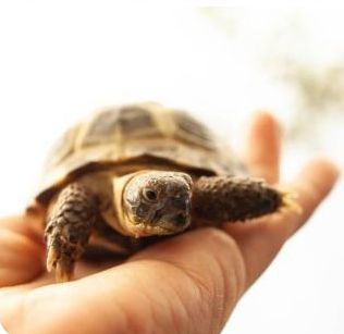 Toshbaqa черепаха sotiladi