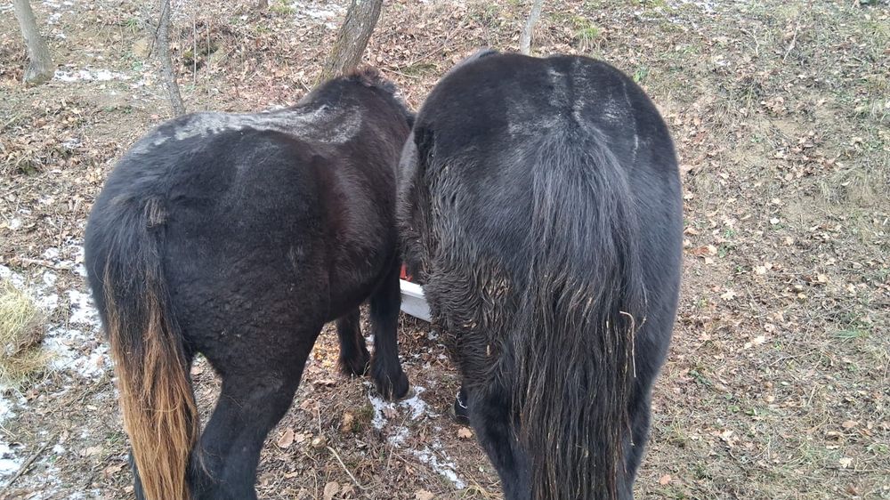 Vand doi manzii cu acte in regula