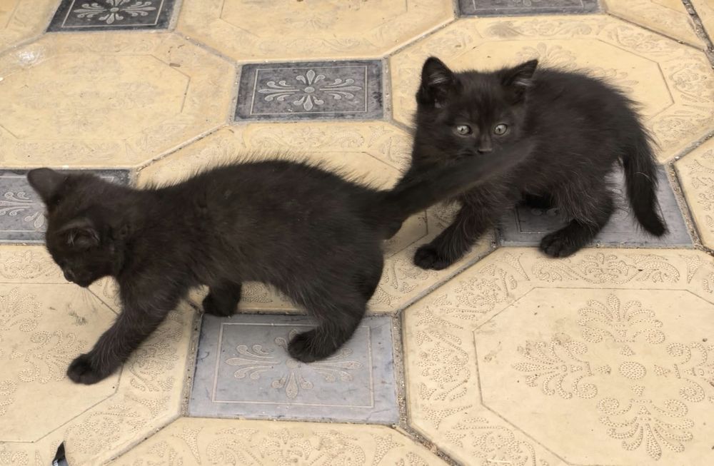 Отдам котят в добрые руки