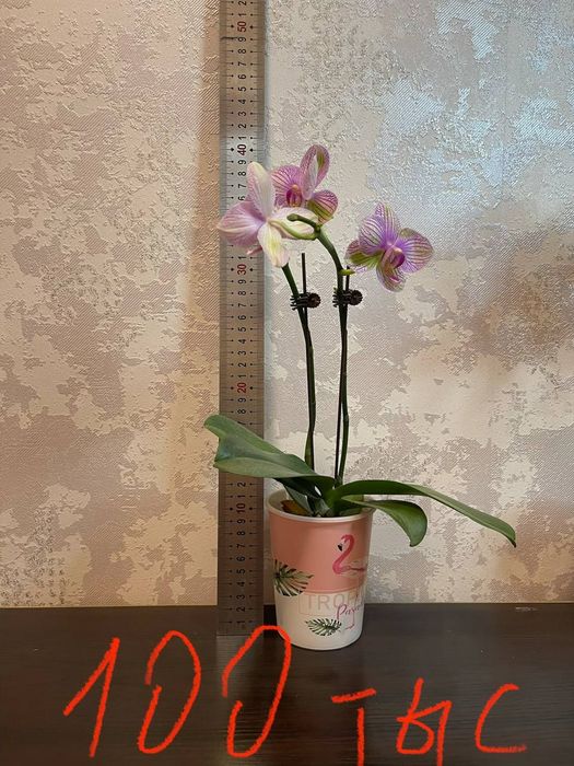 Продам домашние цветы