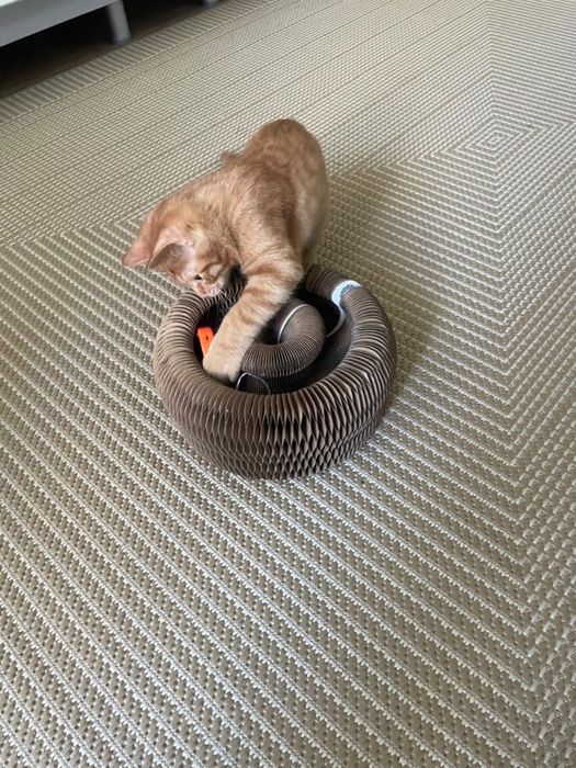 Отдам котенка в добрые руки