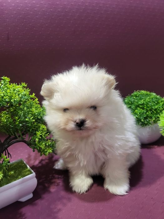 Очаровательные щенки шпица.