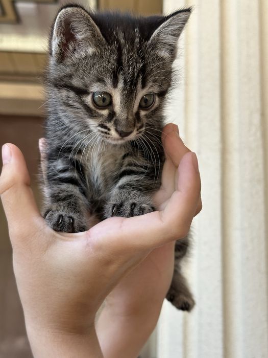 Котята ищут любящих хозяев