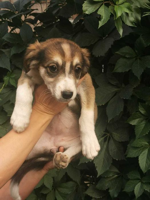 Послушные щенята