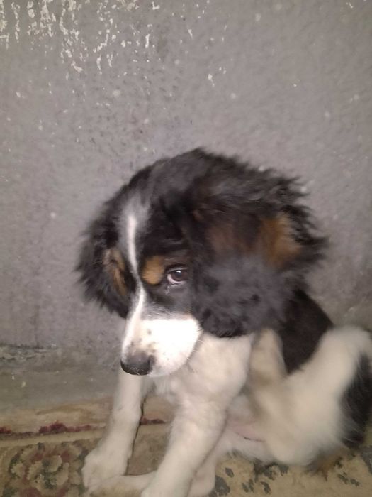 Отдам щенка девочка