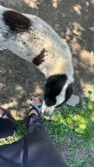 Продам щенка Алабай