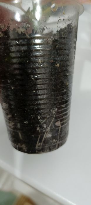 Продам комнатные цветы