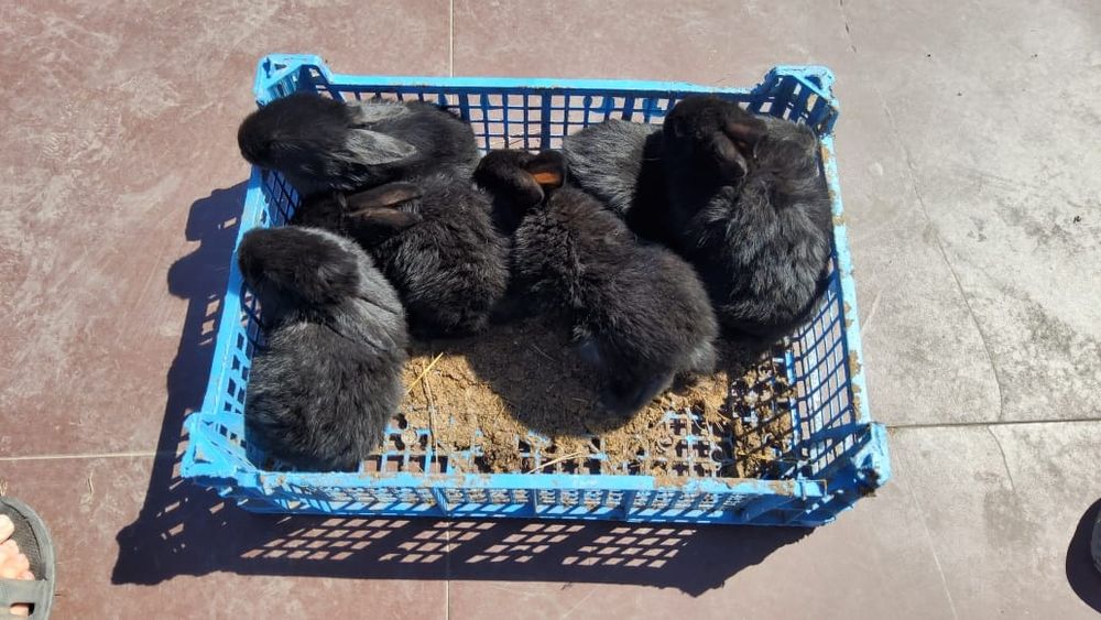 Крольчата, кролики, кролик