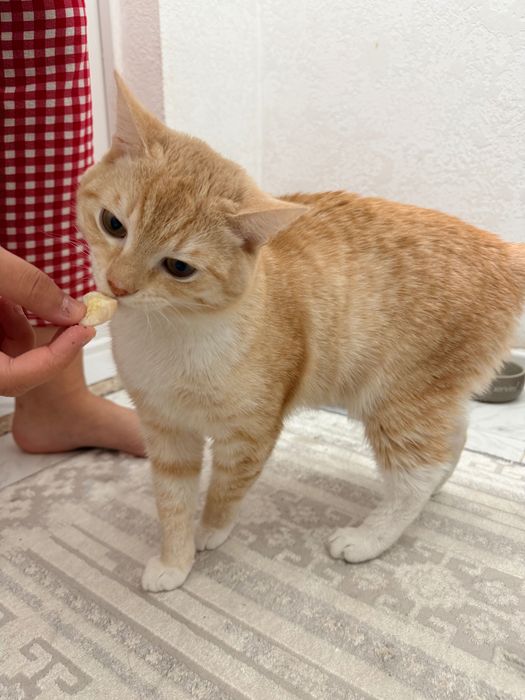 Кошка кошка кошка