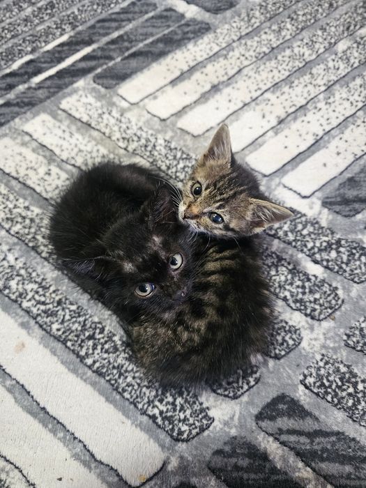 Ofer spre adopție pisoi