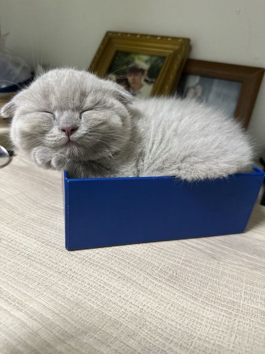 Скоттиш фолд лилового окраса