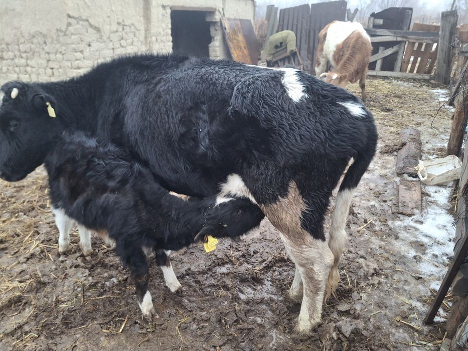 Бұзаулы сиыр 4 тума