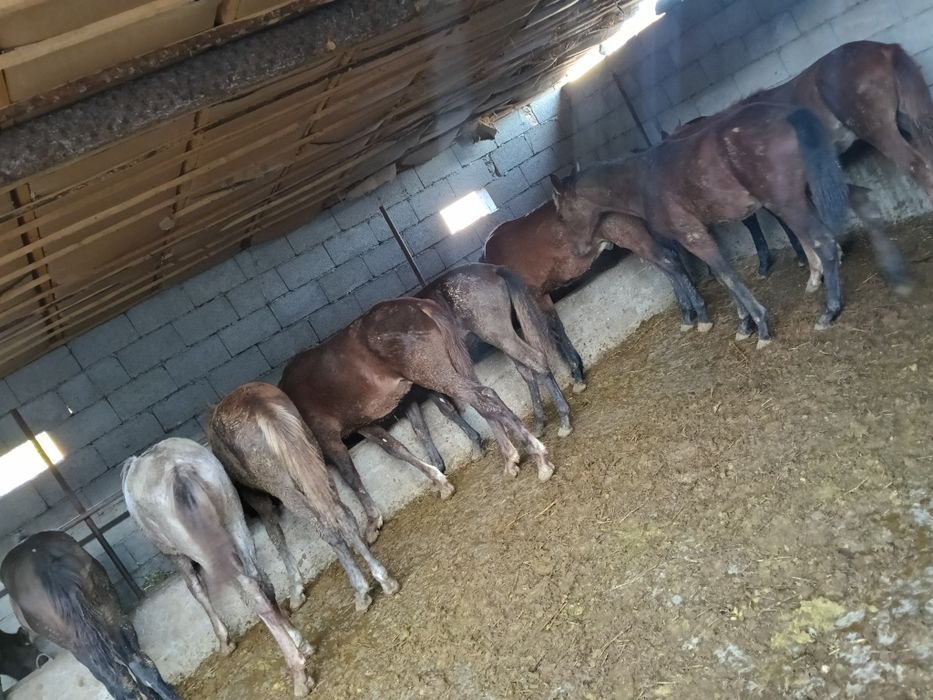 Еркек тайлар, огиз, ургашы бузау