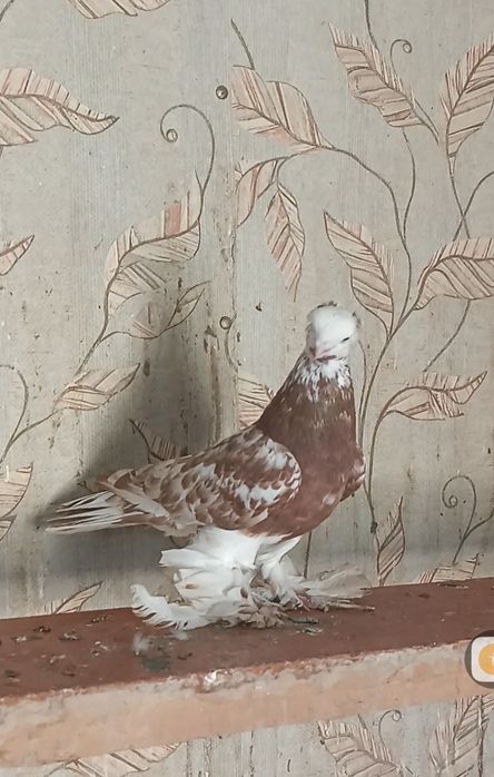 Продам голубей...