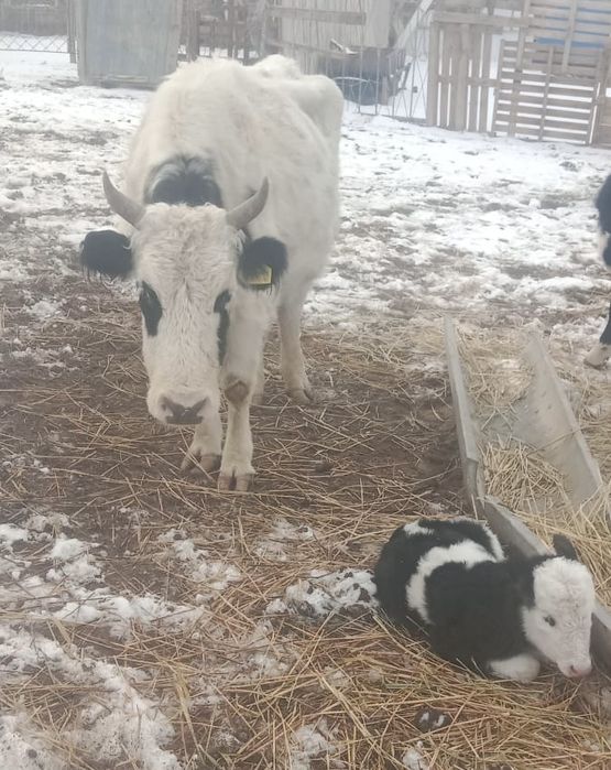 Бузаулы сиыр сатылады